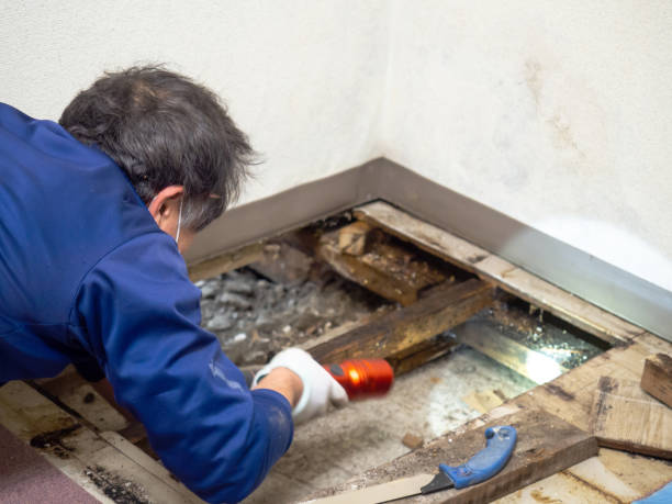 Reliable Bethel, AK Mold Removal Solutions