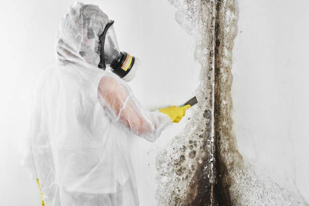 Best Attic Mold Removal  in Bethel, AK