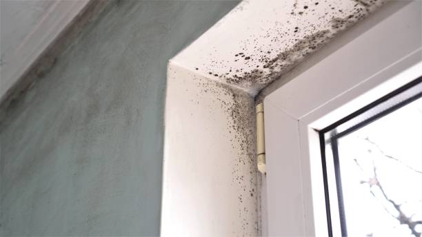 Best Certified Mold Removal  in Bethel, AK