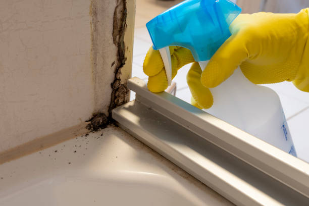 Best Mold Damage Repair  in Bethel, AK