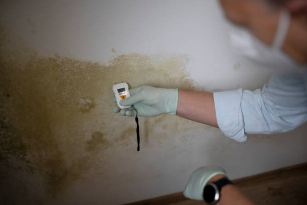Best Office Mold Removal Services  in Bethel, AK