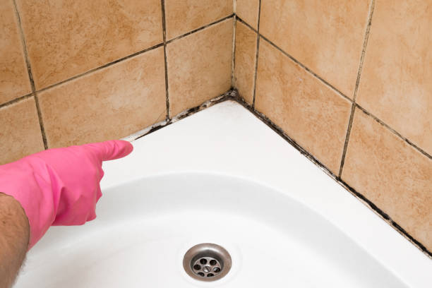 Best Black Mold Removal  in Bethel, AK